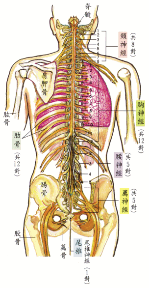 └左半边—保留肩胛骨
