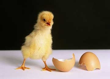 图说鸡蛋的真相——鸡蛋为何不能吃