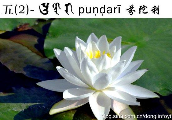 五种佛教的莲花