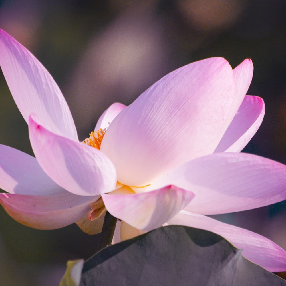 �����ŷ��𣬾���������