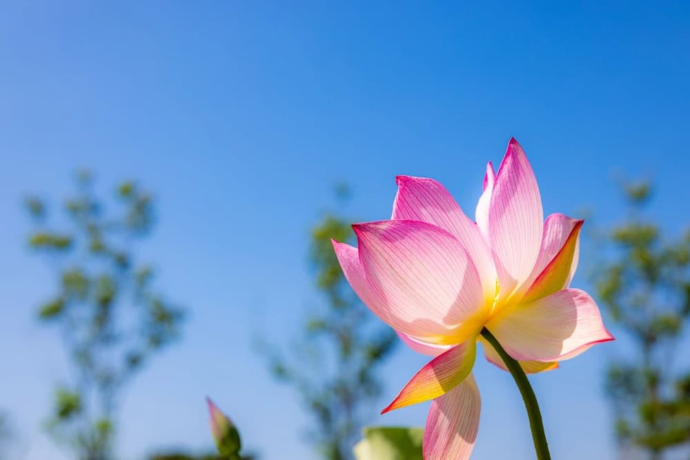 ���ͷ��մ����ź���������