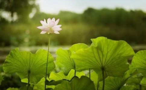 释迦佛因地修忍辱，舍身饲虎行菩萨道 - 绍云老和尚 - 佛弟子文库