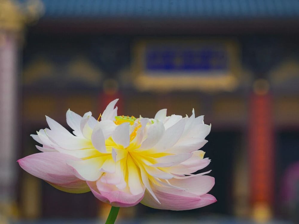 为什么总要提着一句佛号