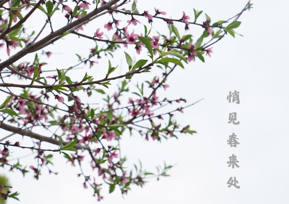 理一心不乱的时候,佛号会脱落吗