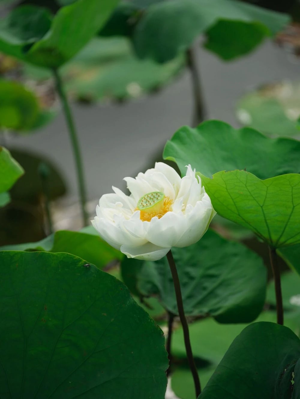 学法华者如何圆修净土